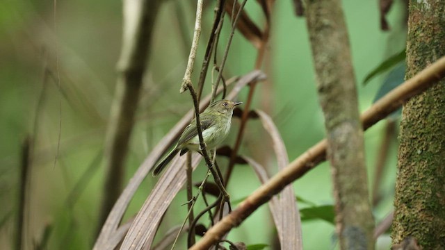 Helmeted Pygmy-Tyrant - ML623452196