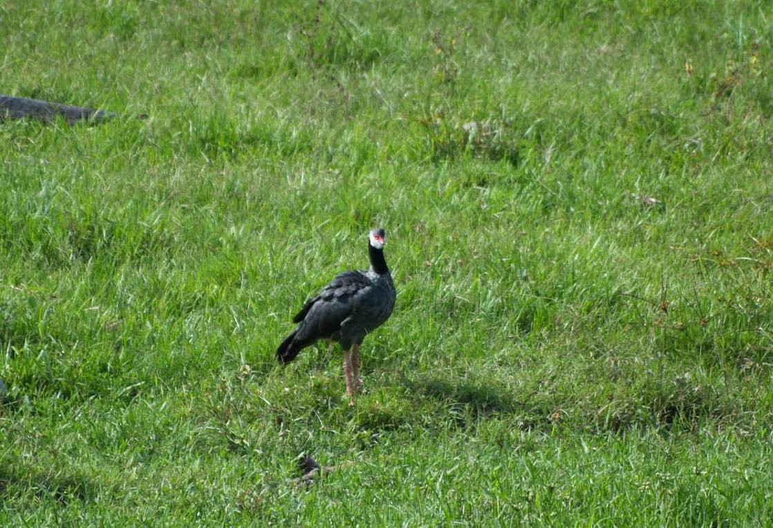 Northern Screamer - ML623452204