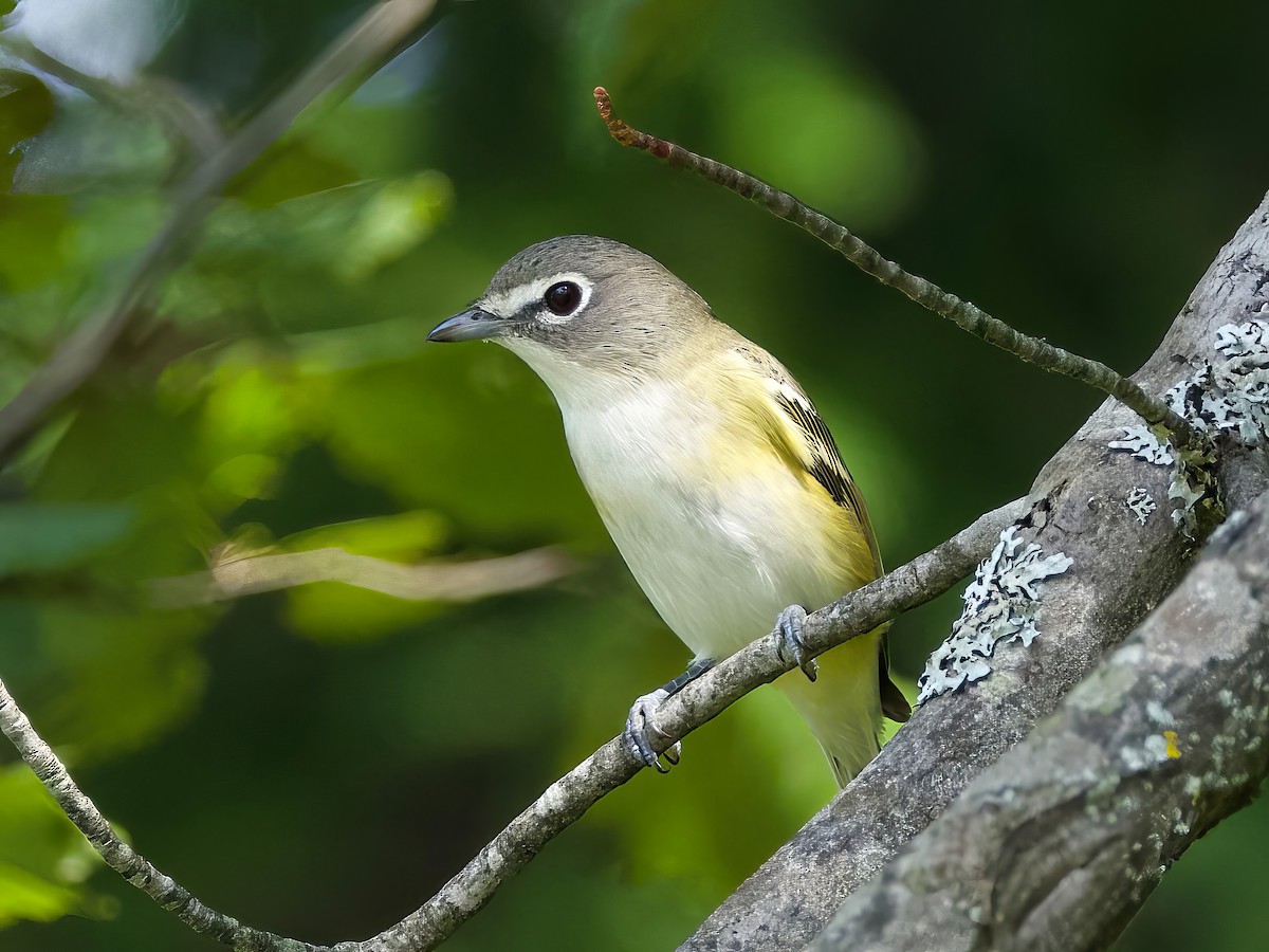 Blue-headed Vireo - ML623452231