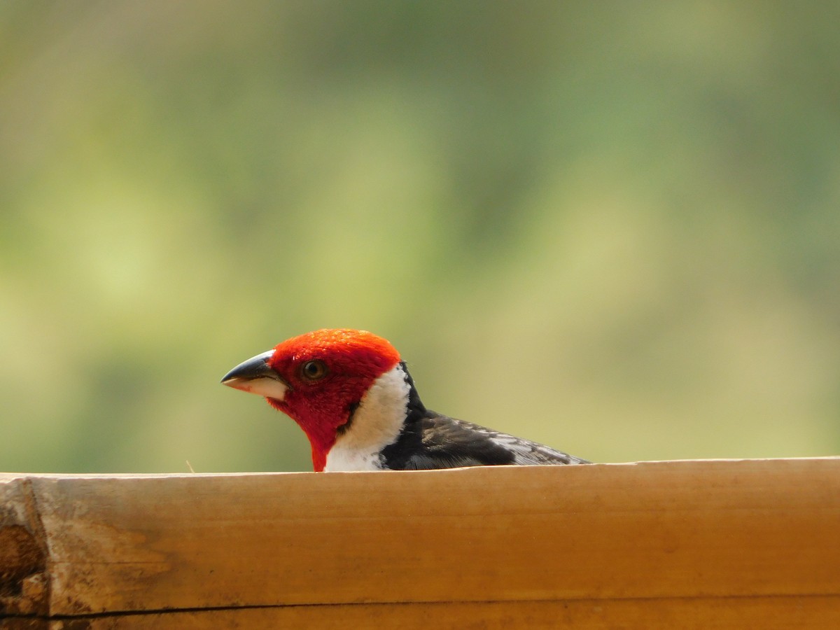 Red-cowled Cardinal - Nicolás Bejarano