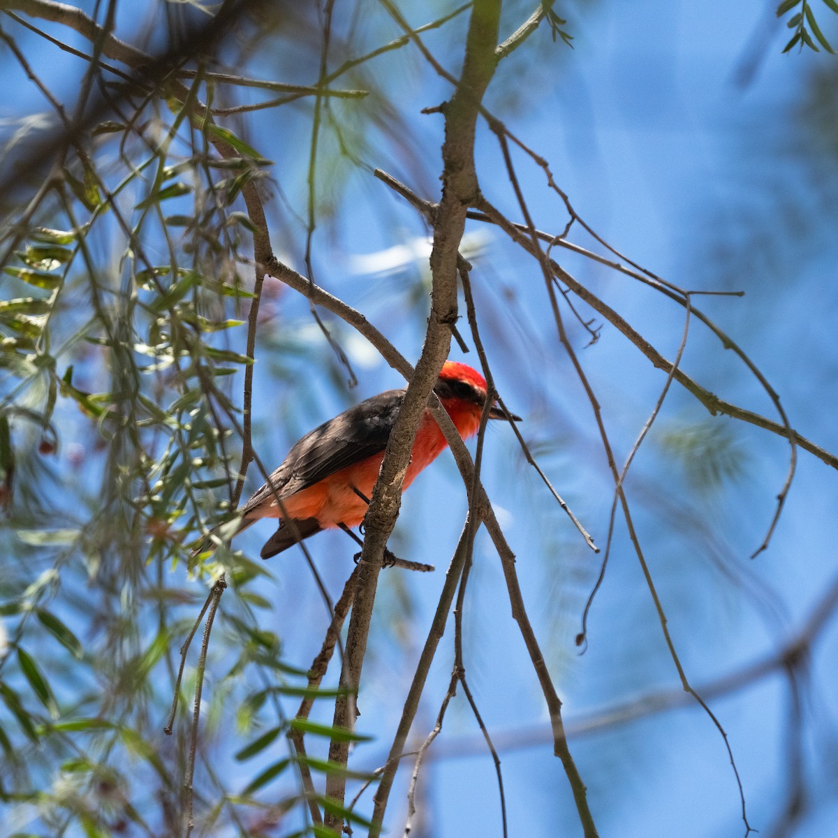 Vermilion Flycatcher - ML623452261