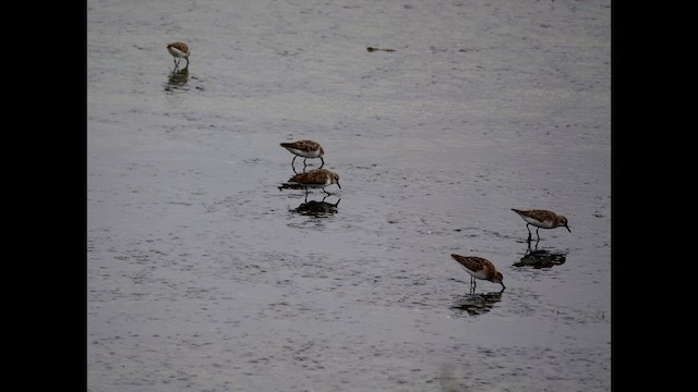 Semipalmated Sandpiper - ML623452264