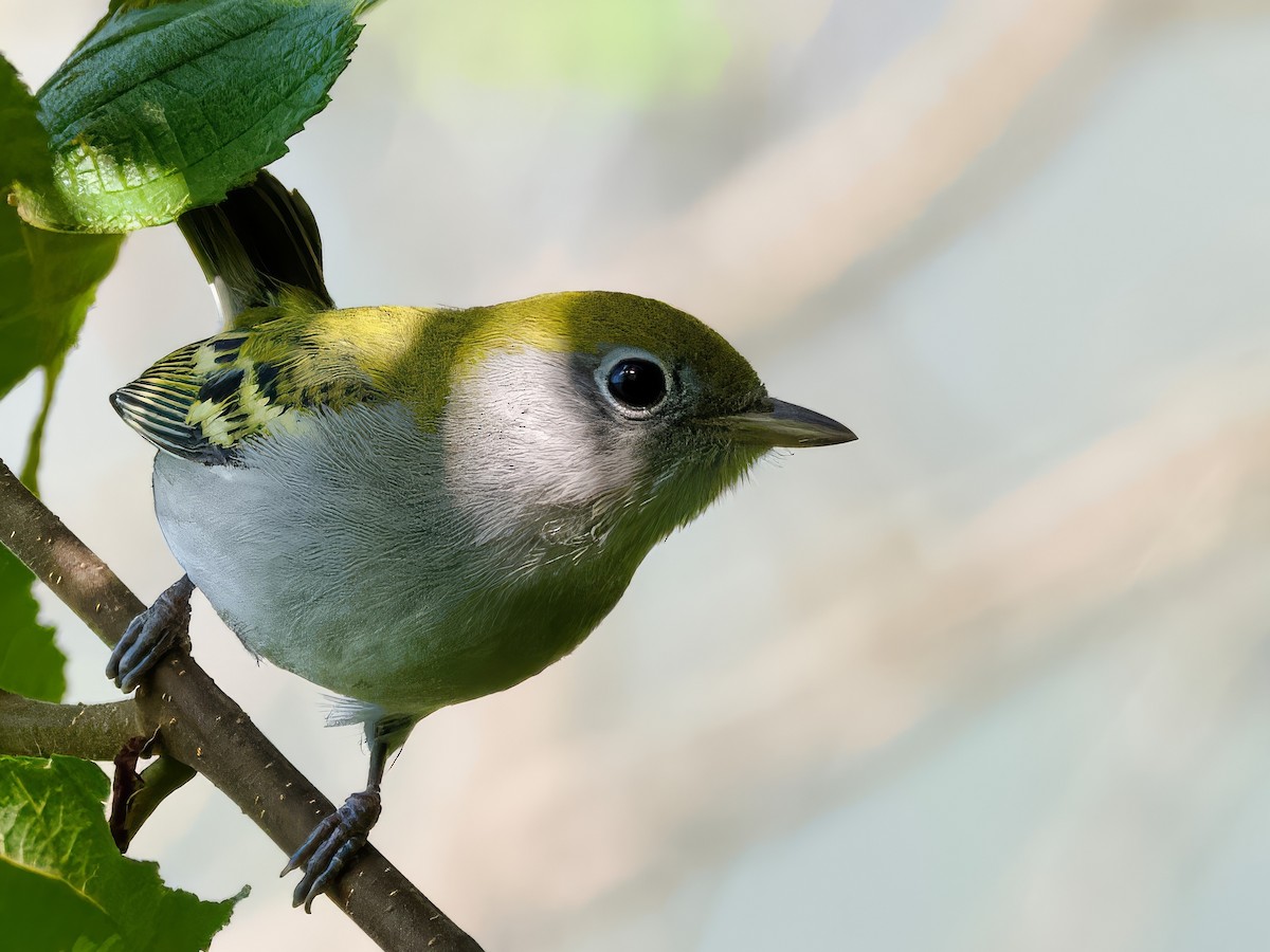 Chestnut-sided Warbler - ML623452275