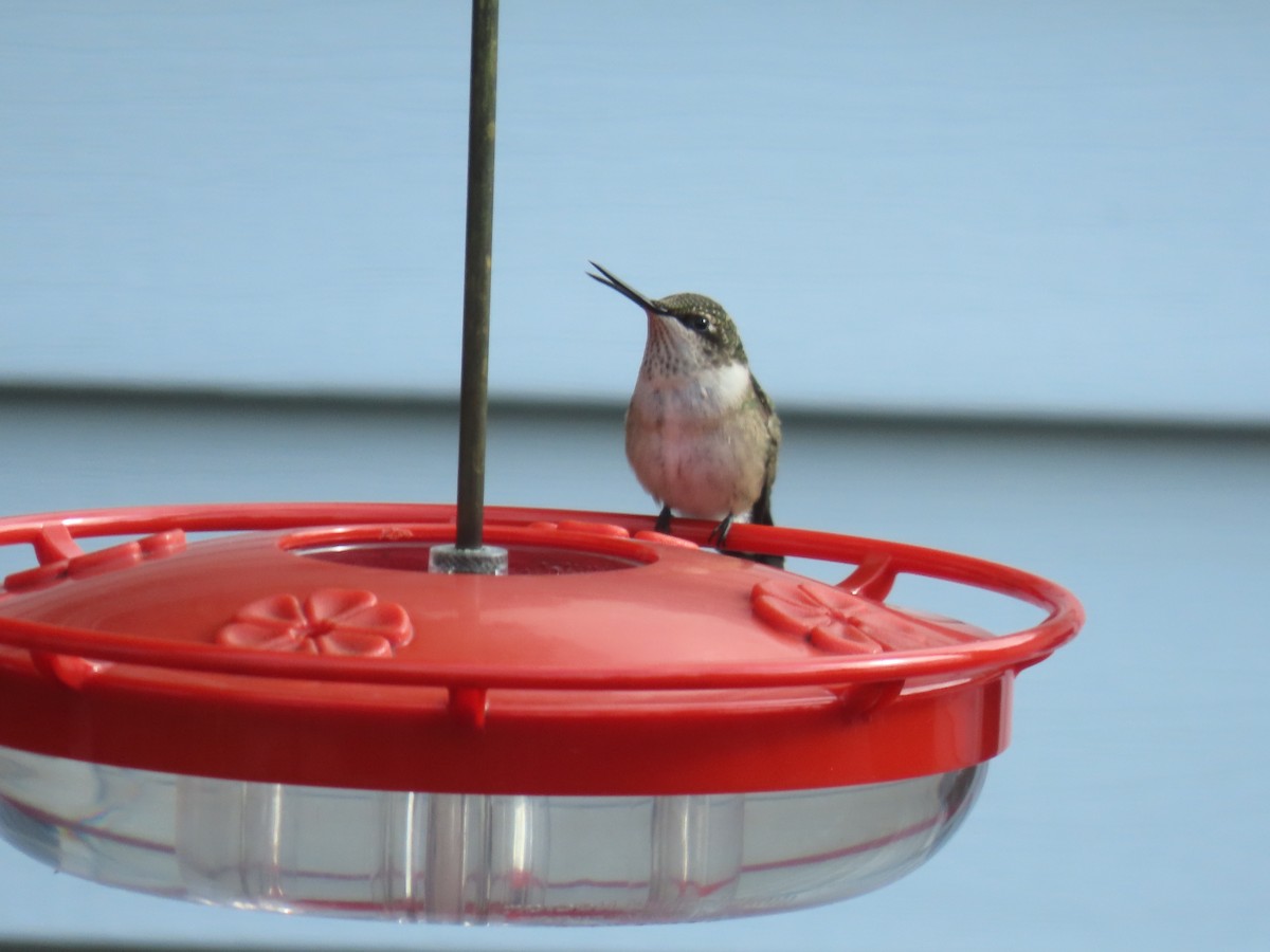 Ruby-throated Hummingbird - ML623452276