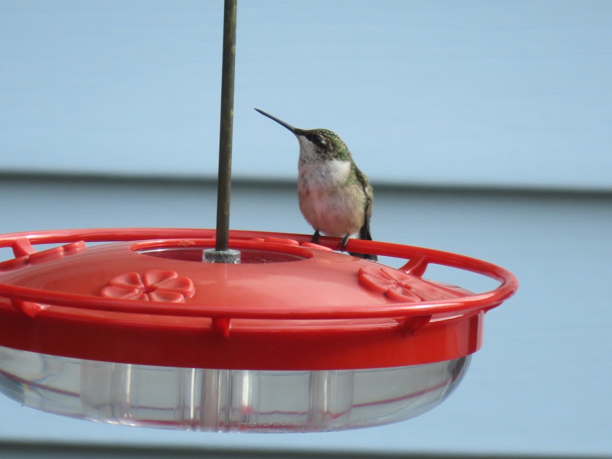 Ruby-throated Hummingbird - ML623452277