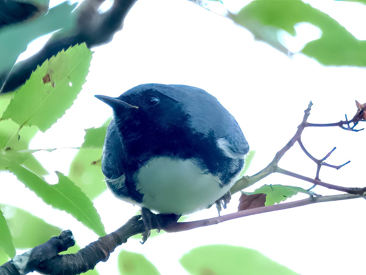 Black-throated Blue Warbler - ML623452282