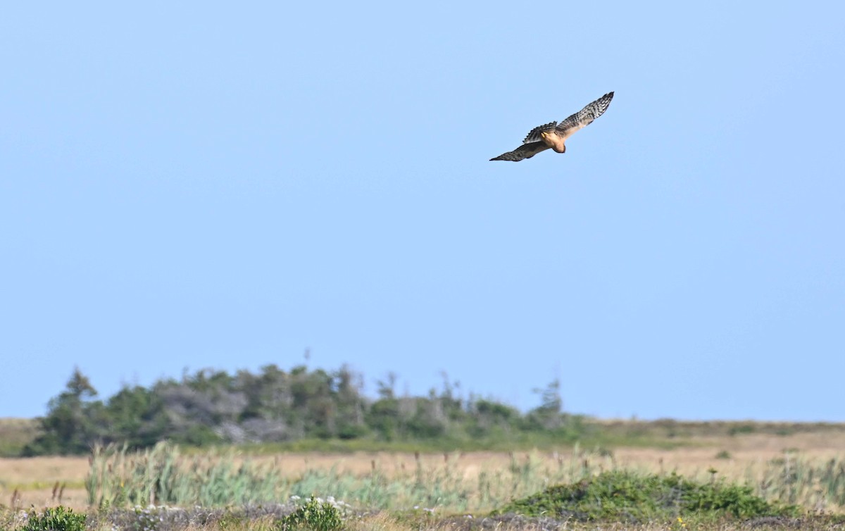 Northern Harrier - ML623452285