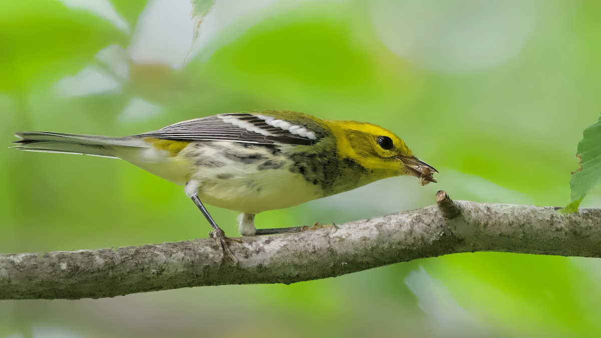 Black-throated Green Warbler - ML623452289