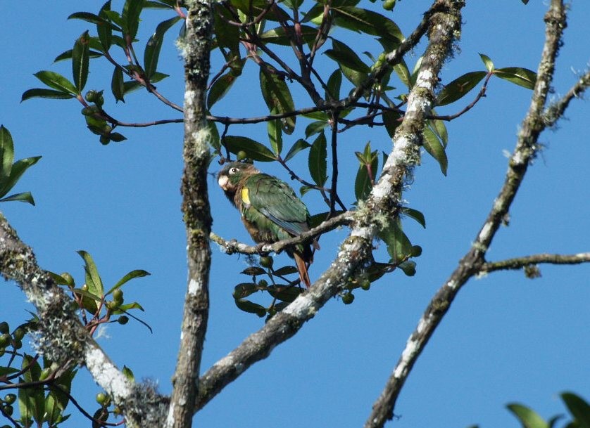 Brown-breasted Parakeet - ML623452300