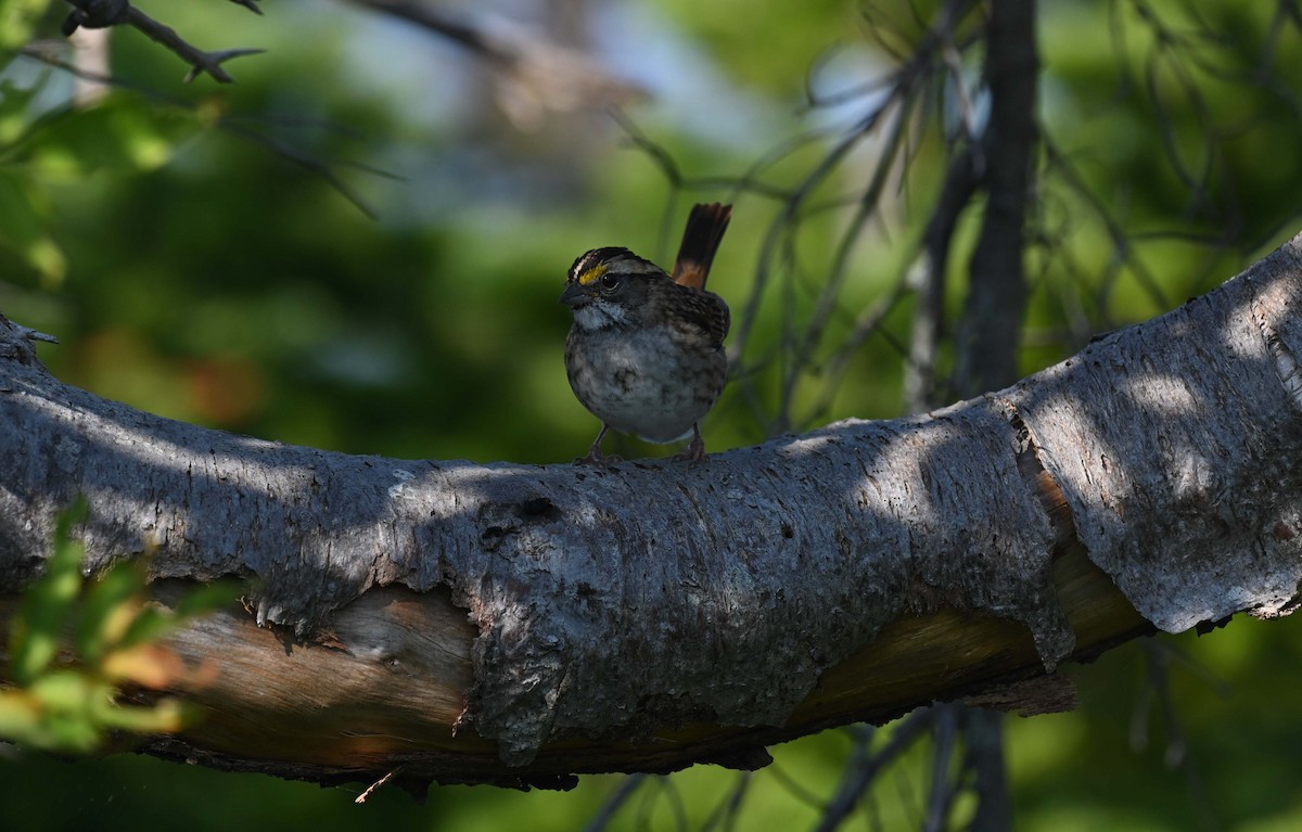 White-throated Sparrow - ML623452302