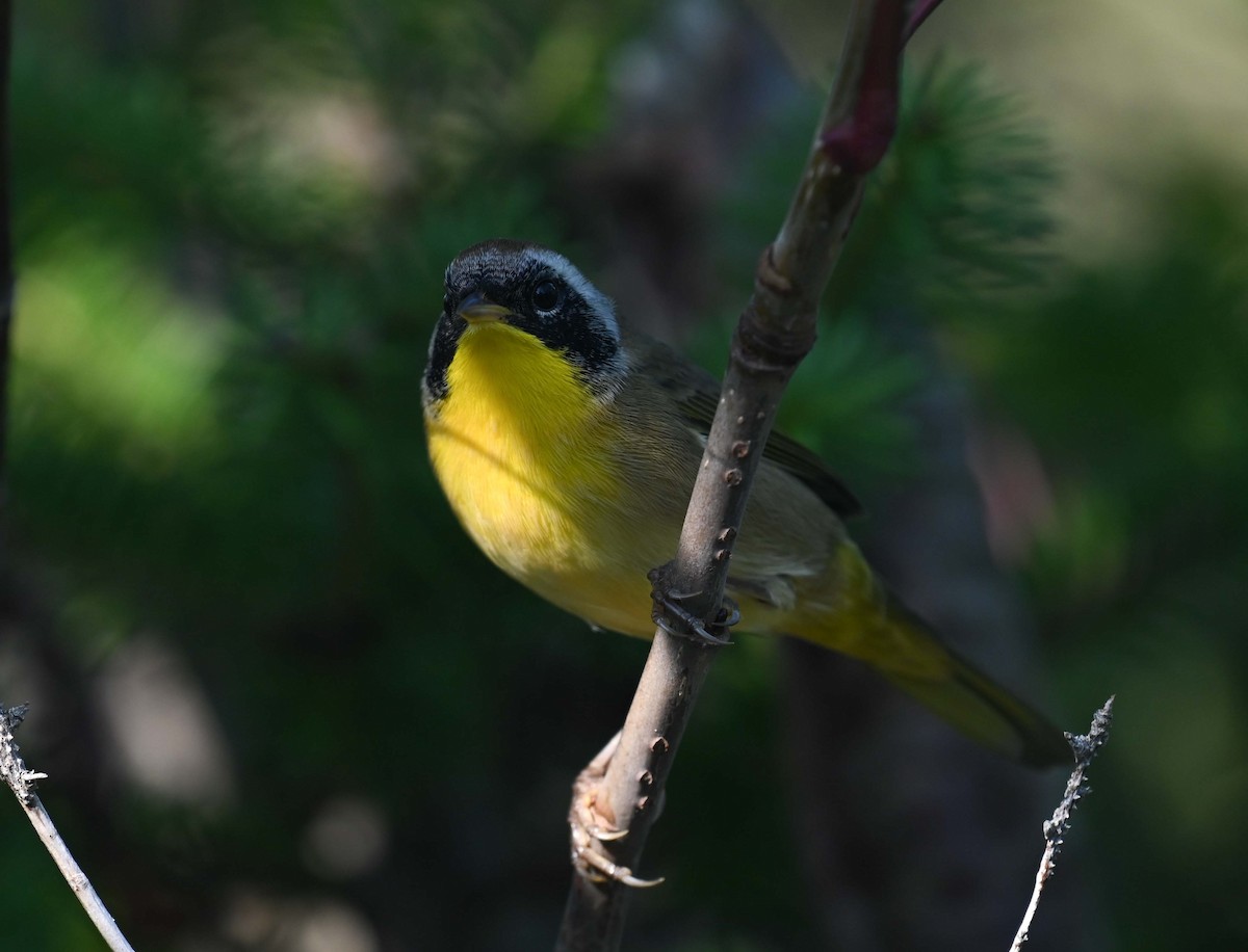 Common Yellowthroat - ML623452340