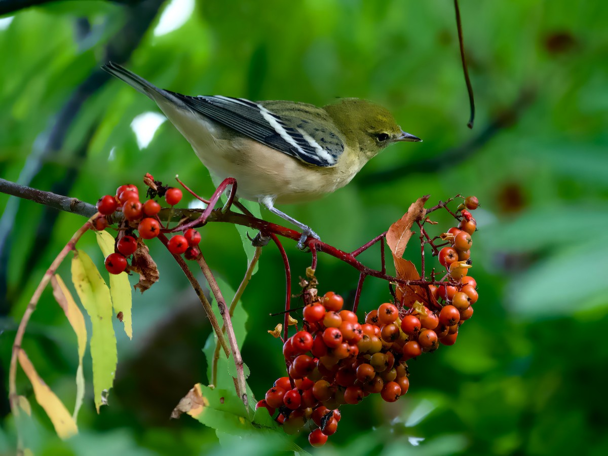 Bay-breasted Warbler - ML623452342