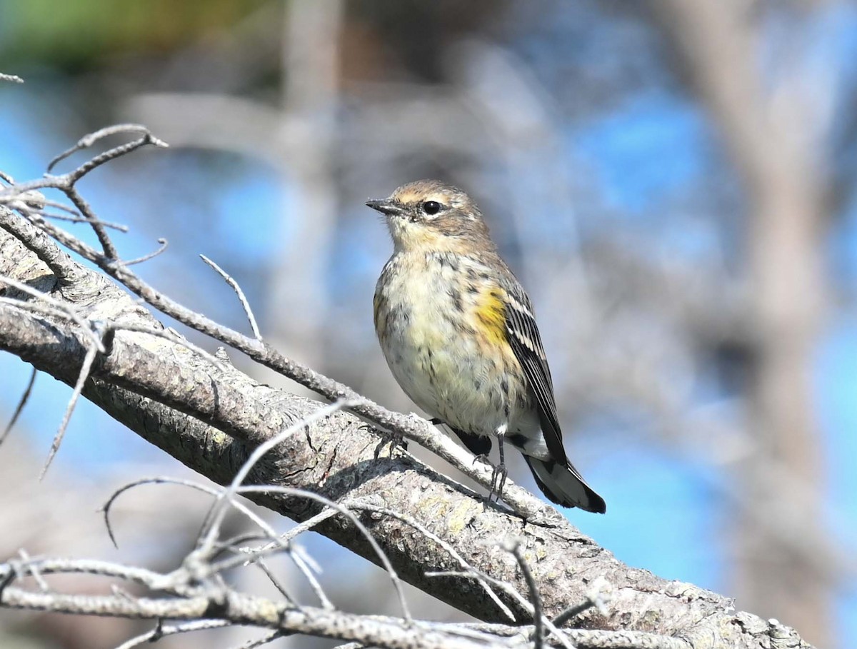 Yellow-rumped Warbler (Myrtle) - ML623452363