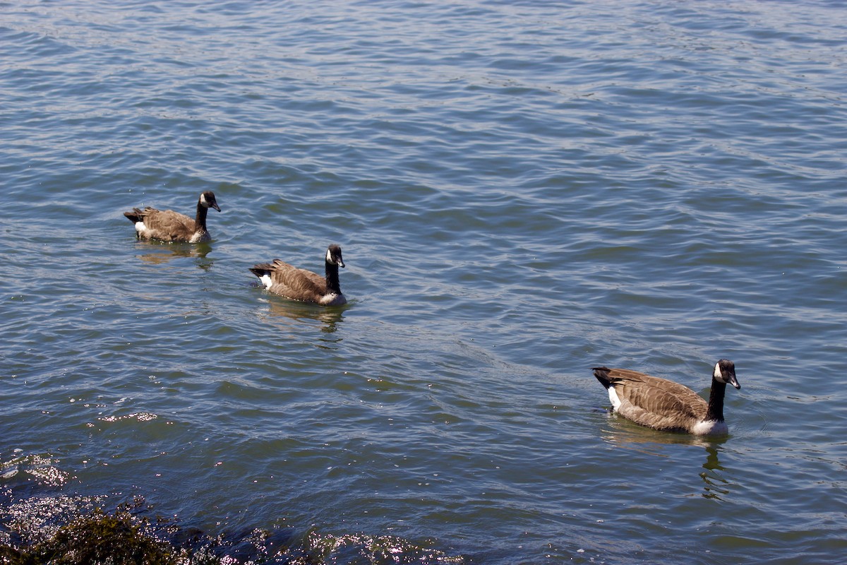 Canada Goose - ML623452388