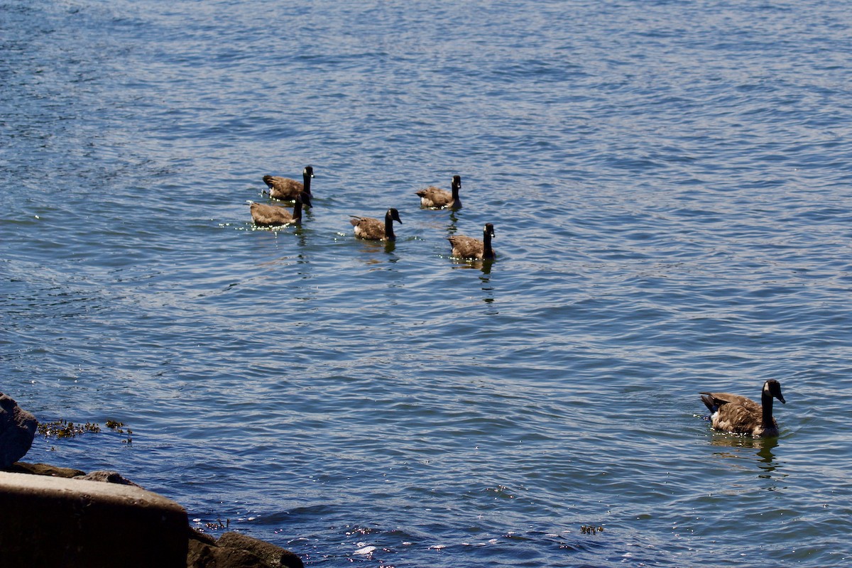 Canada Goose - ML623452408