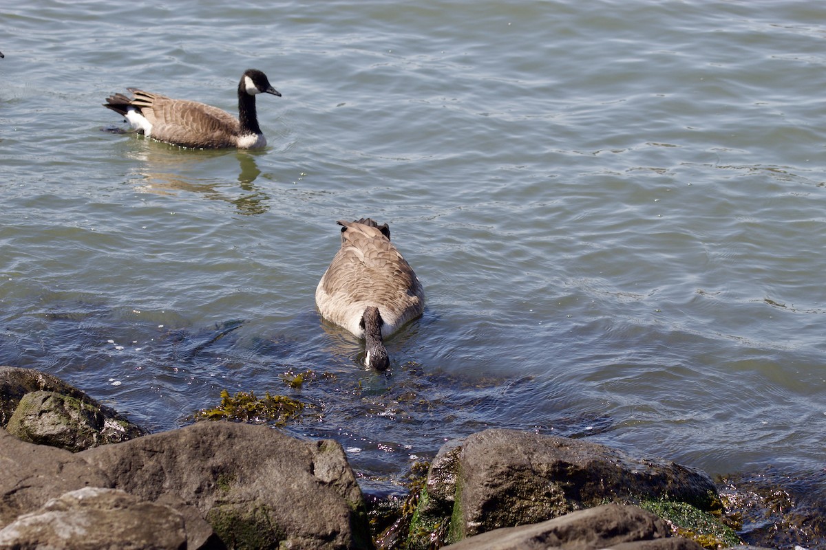 Canada Goose - ML623452412