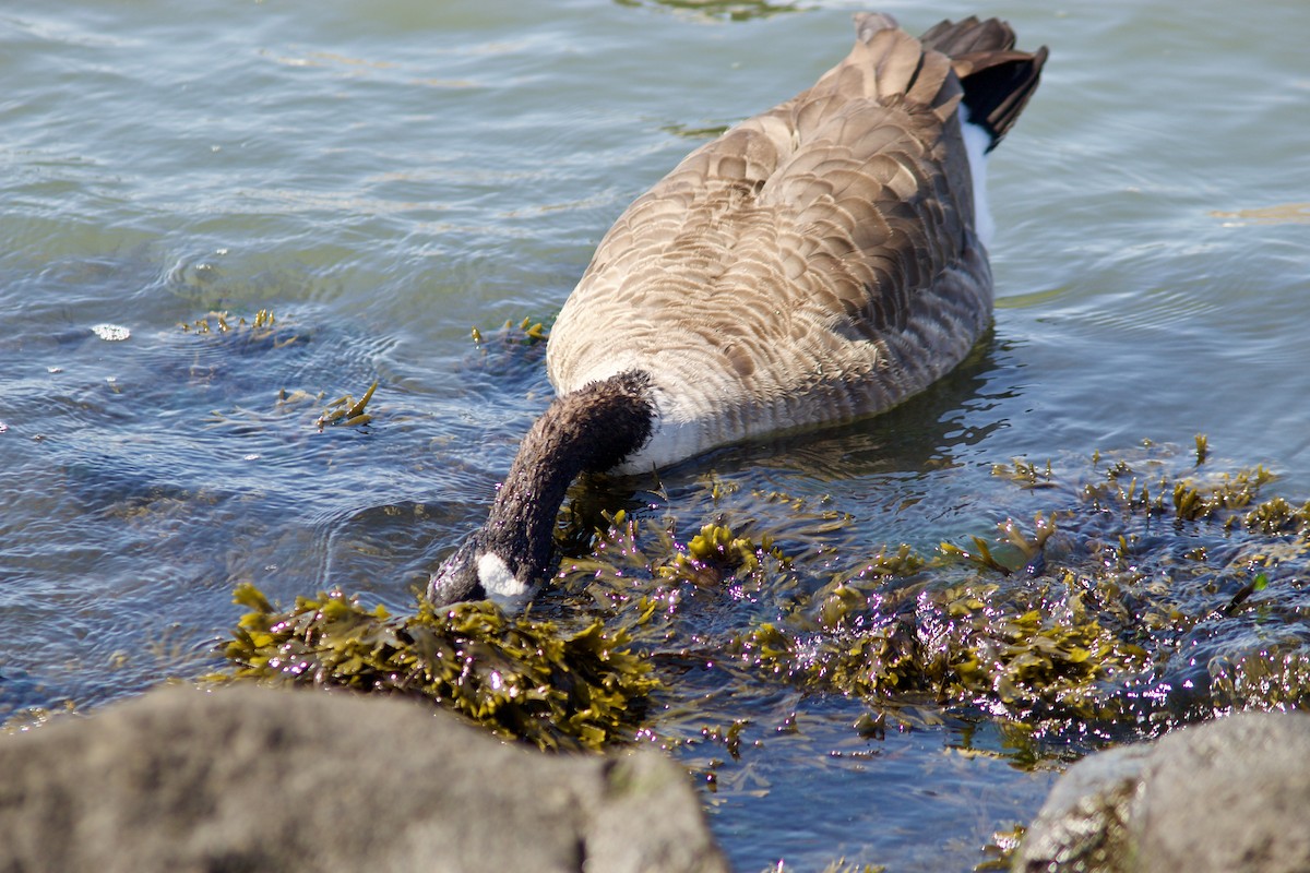 Canada Goose - ML623452420