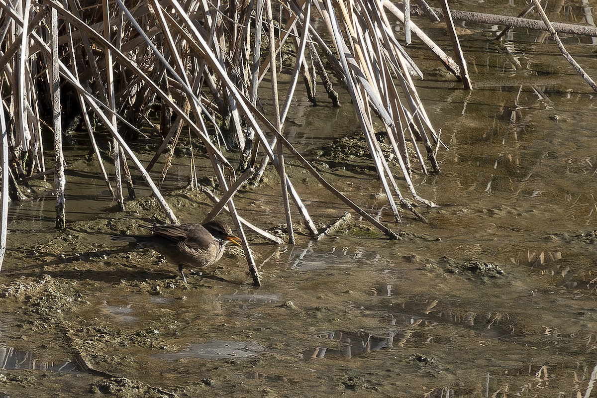 Buff-winged Cinclodes - ML623452426