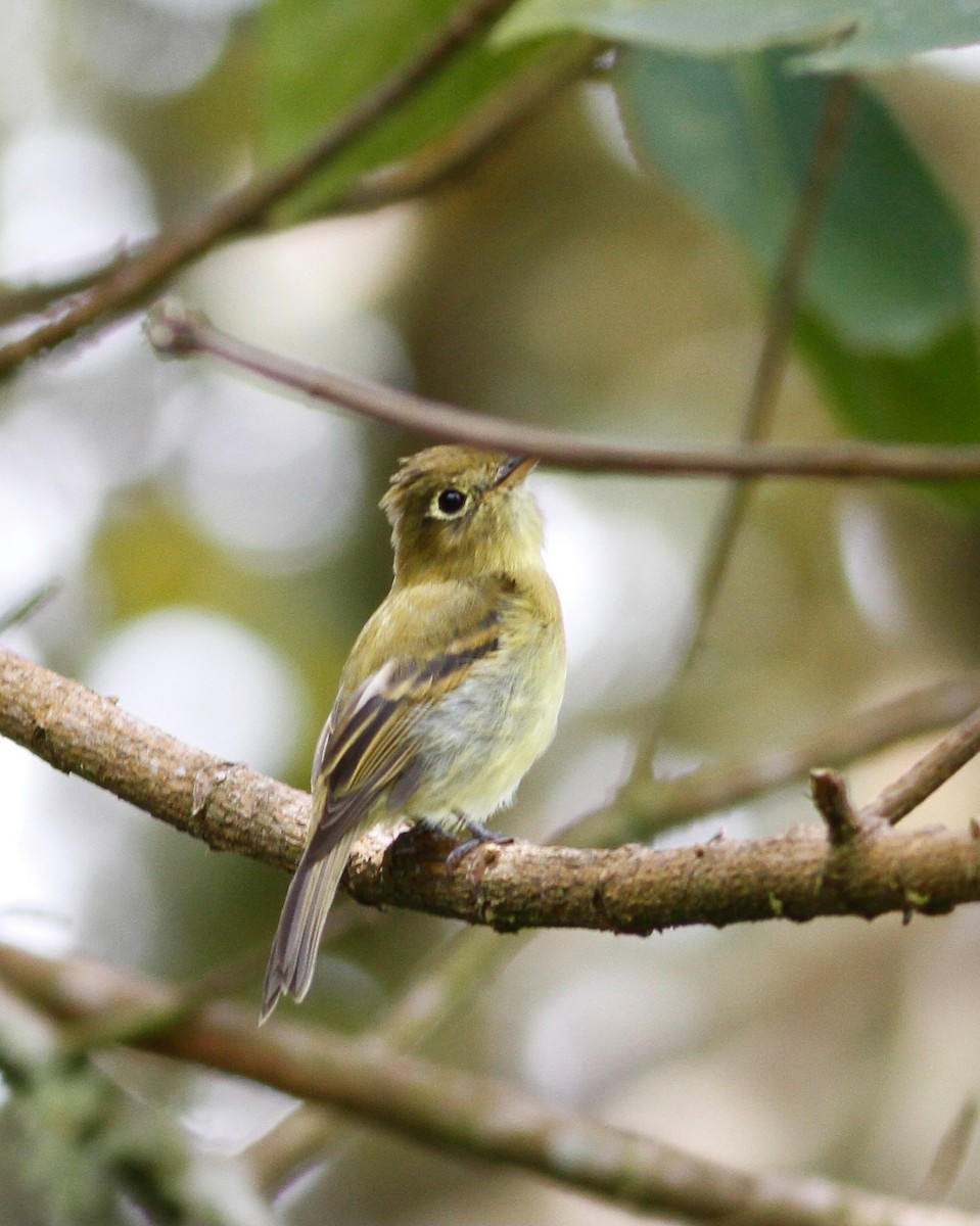 Yellowish Flycatcher - ML623452431