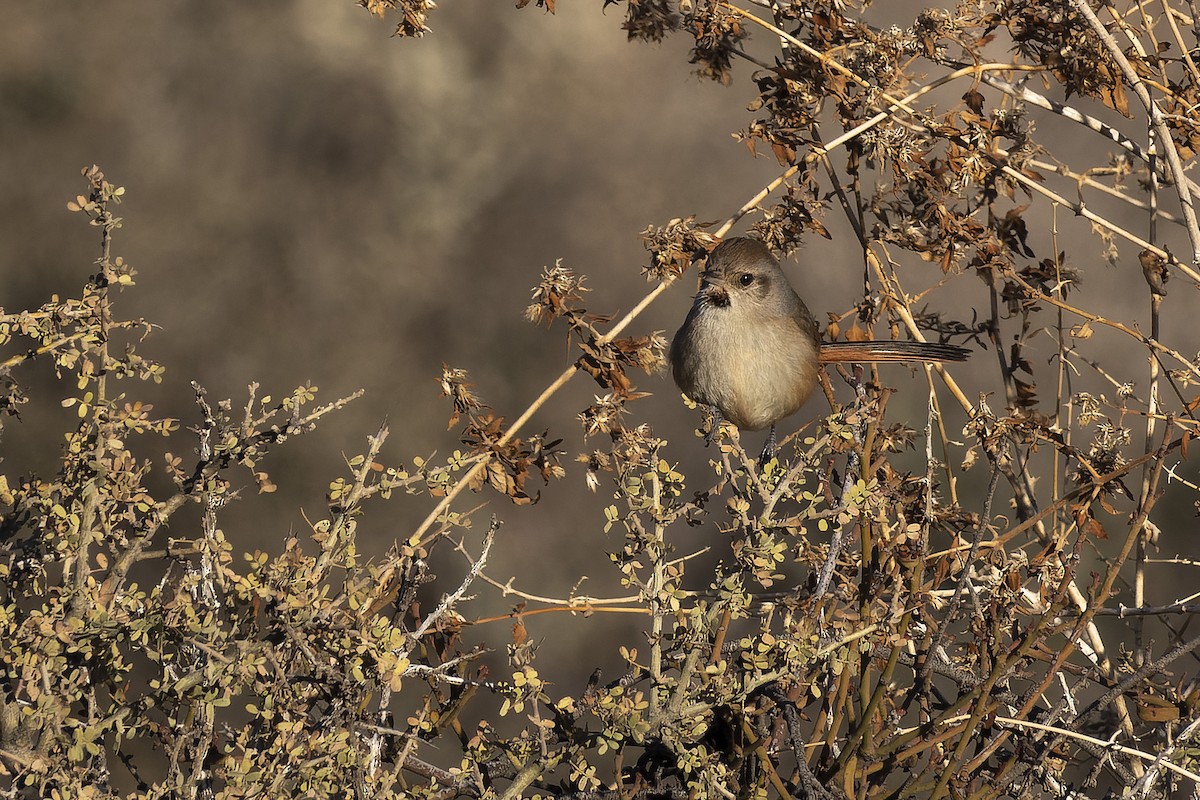 Short-billed Canastero - ML623452441