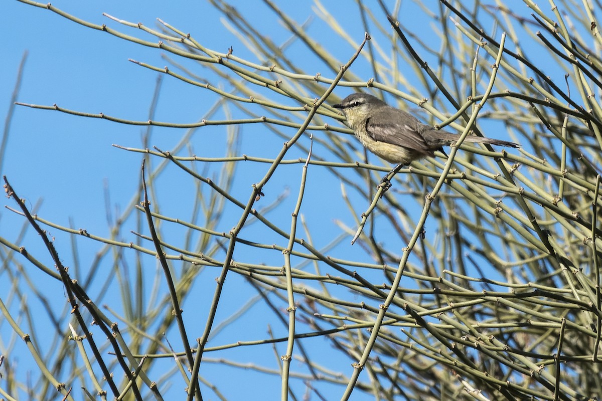 Greater Wagtail-Tyrant - ML623452446