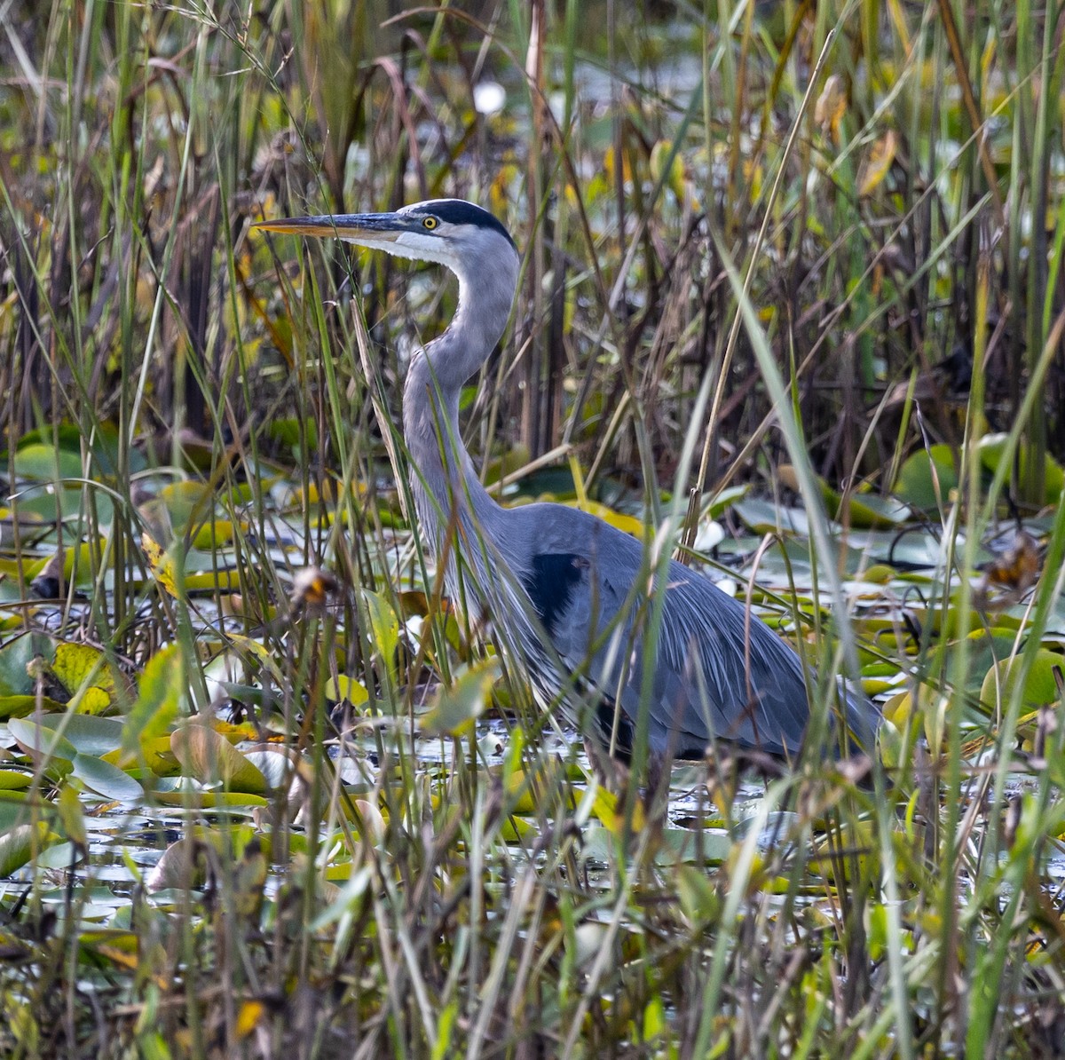 Great Blue Heron - ML623452450