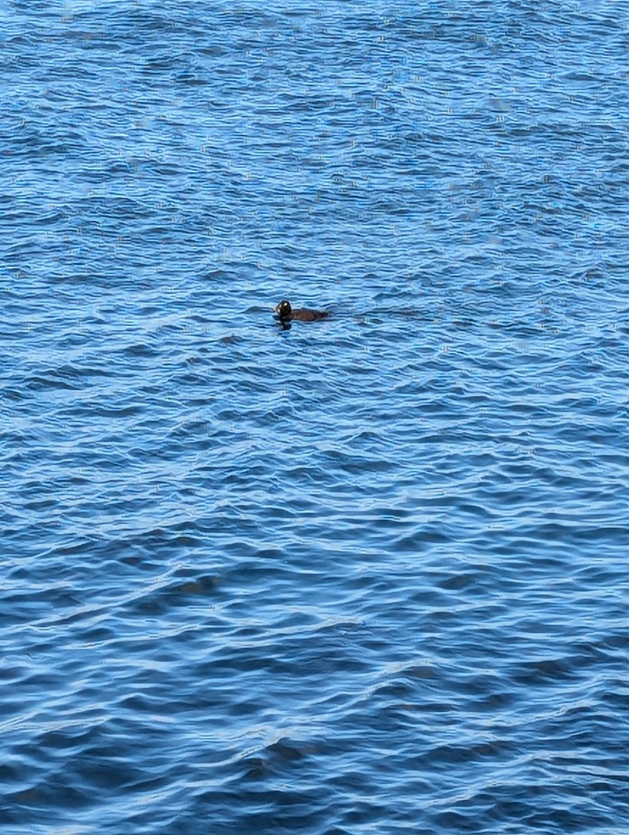 White-winged Scoter - ML623452456