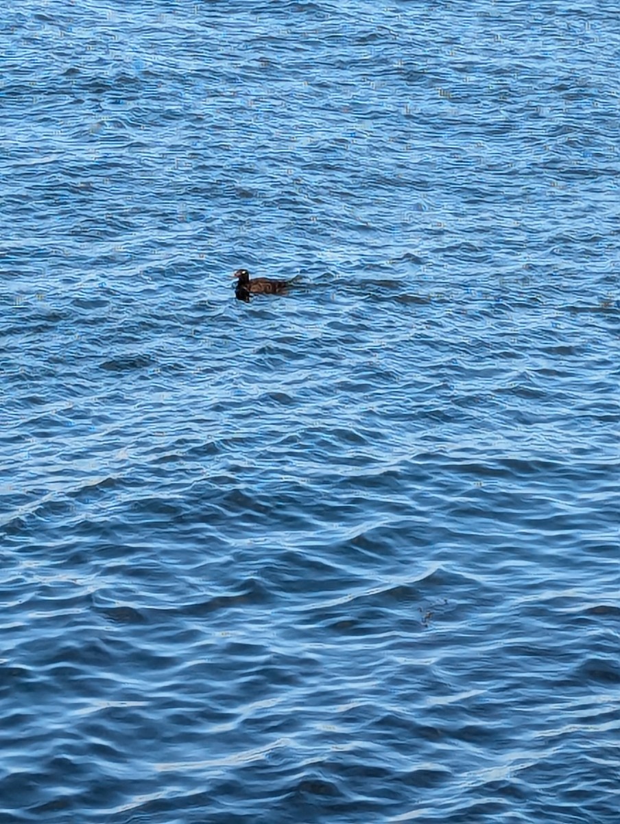 White-winged Scoter - ML623452457