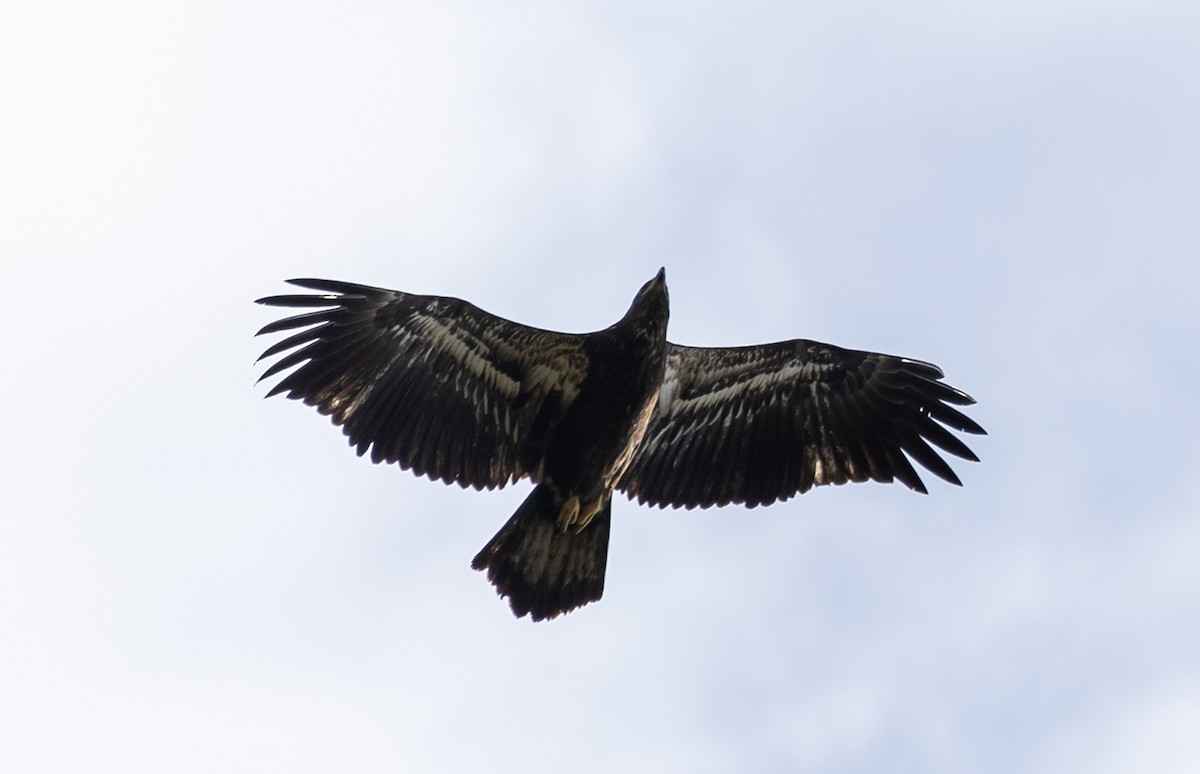 Bald Eagle - Jean Crépeau