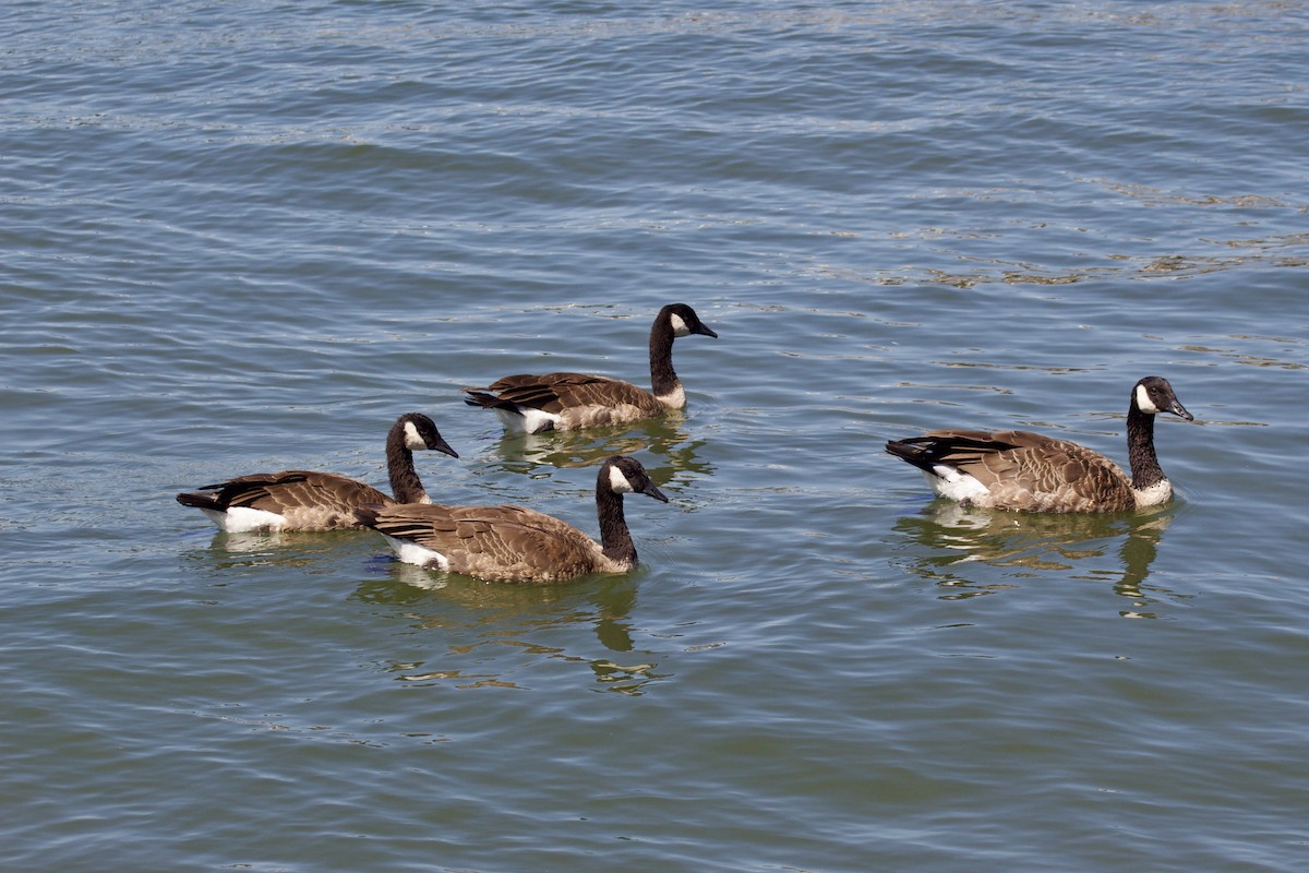 Canada Goose - ML623452478