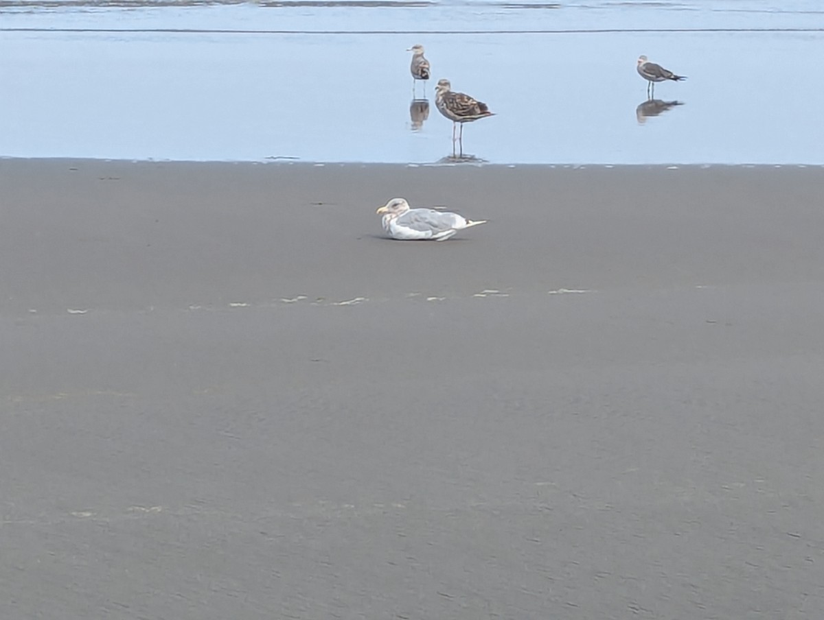 Glaucous-winged Gull - ML623452505