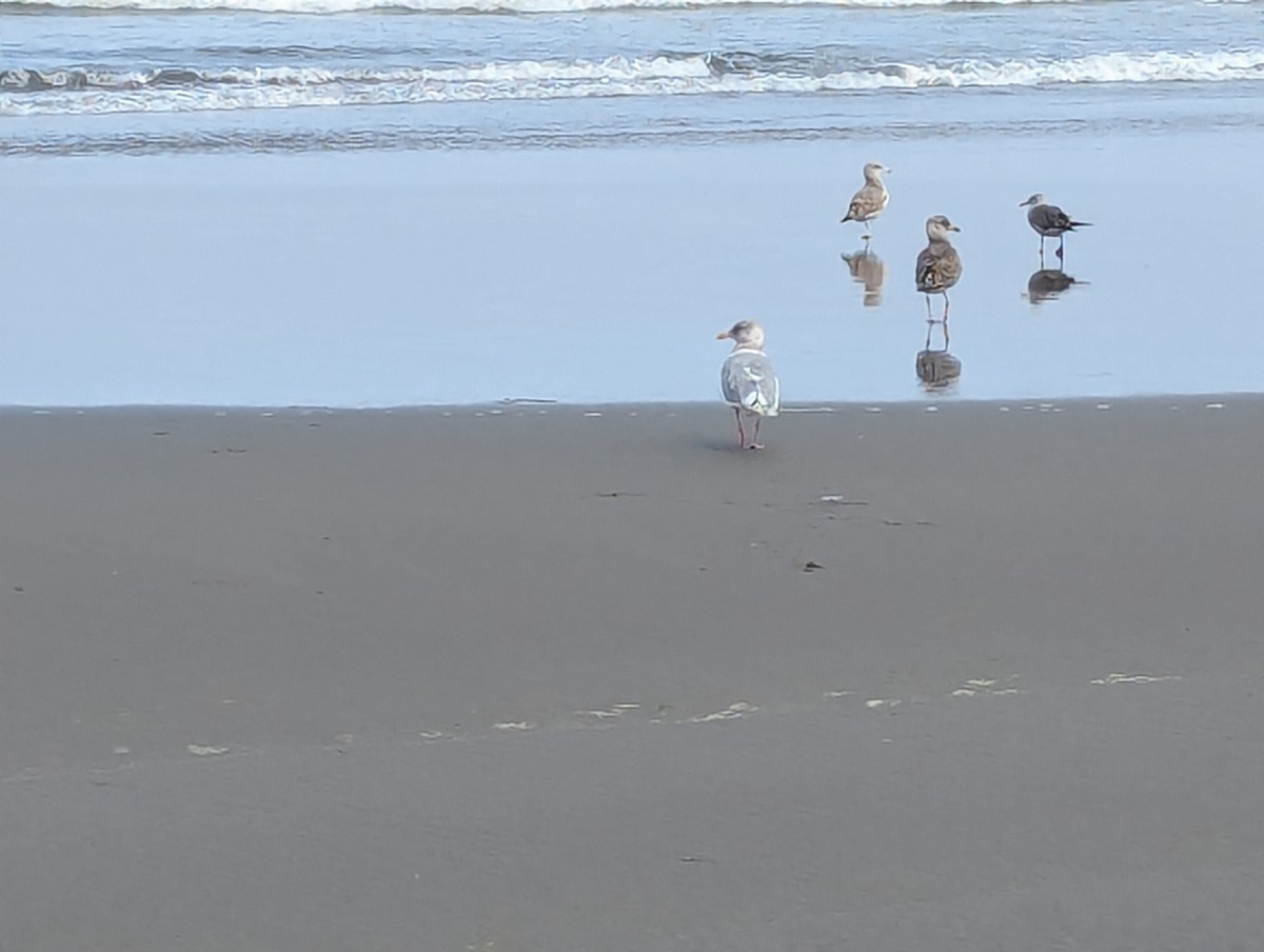 Glaucous-winged Gull - ML623452506