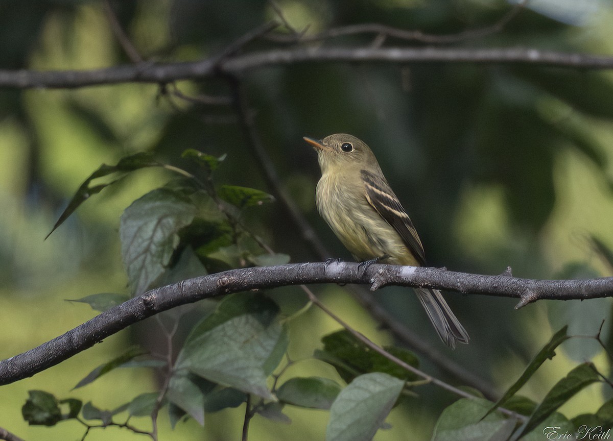 Yellow-bellied Flycatcher - ML623452517