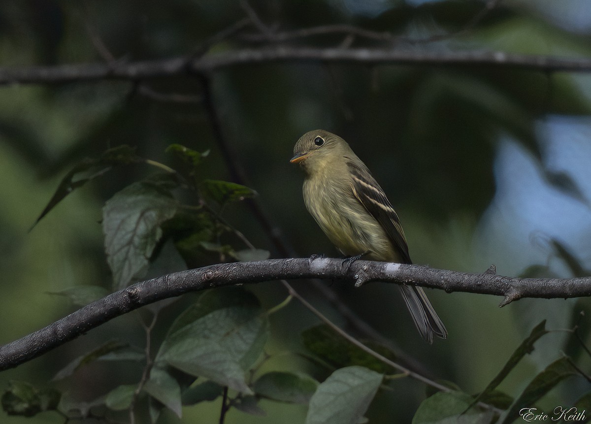 Yellow-bellied Flycatcher - ML623452518