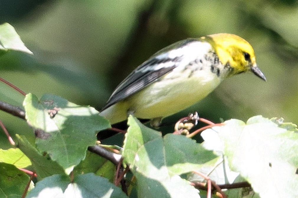 Black-throated Green Warbler - ML623452527