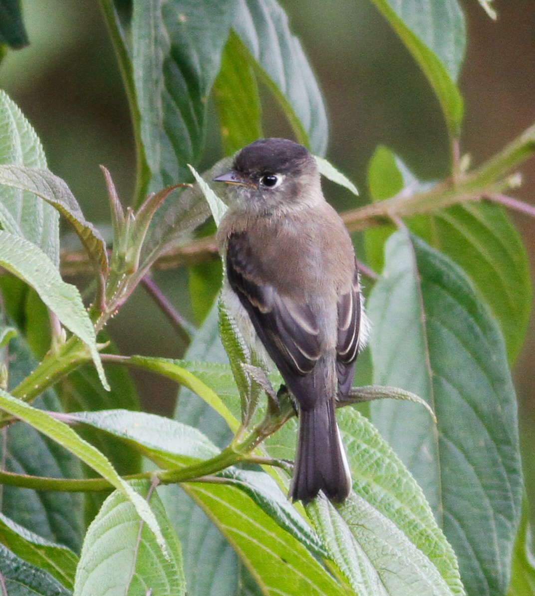 Black-capped Flycatcher - Danny J Alvarado S