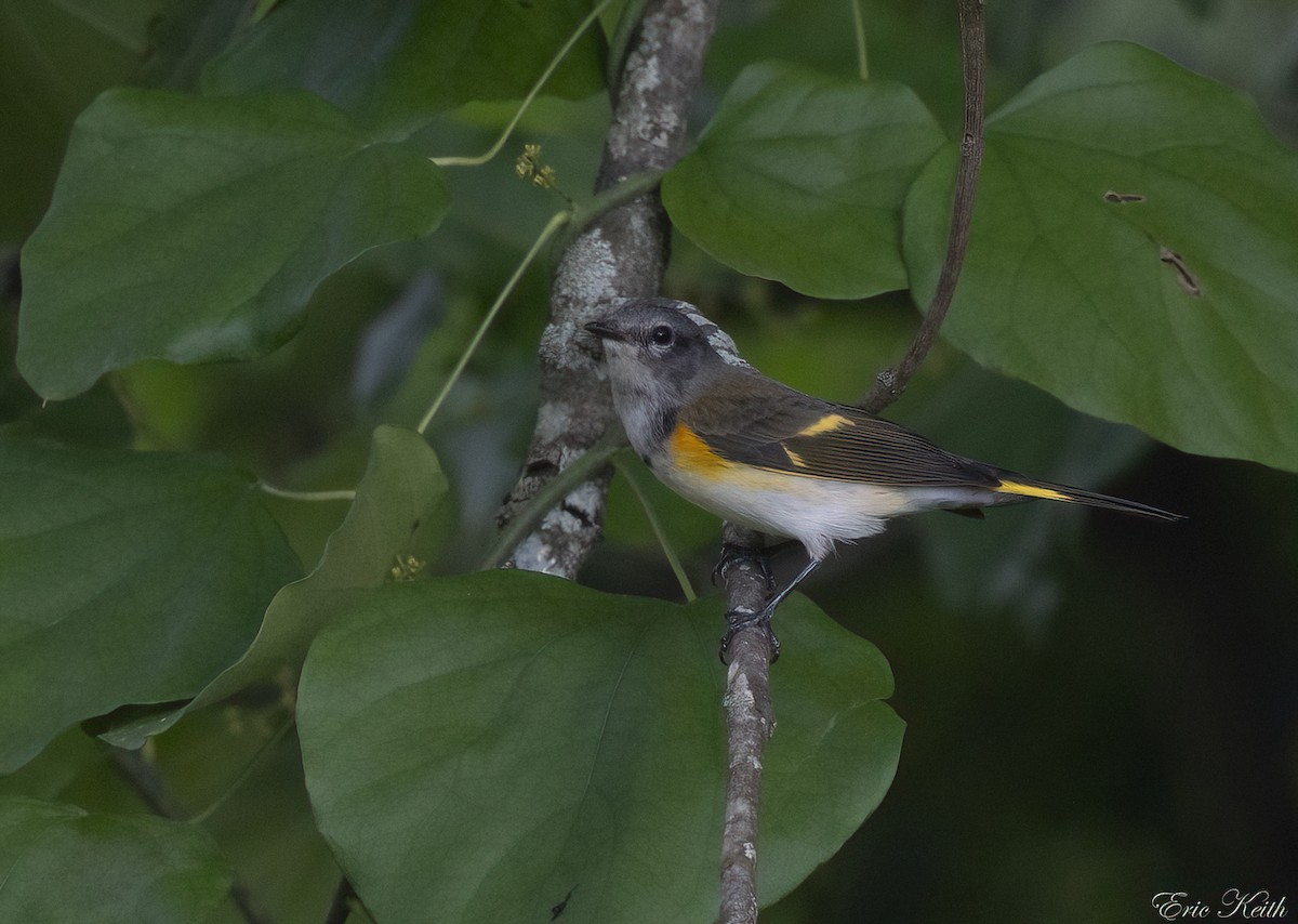 American Redstart - ML623452559