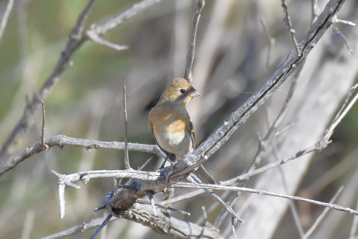 Lazuli Bunting - ML623452568