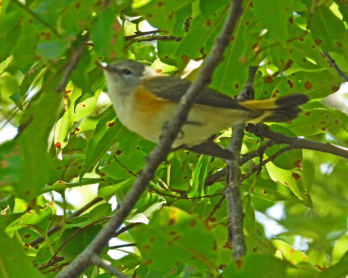 American Redstart - ML623452617