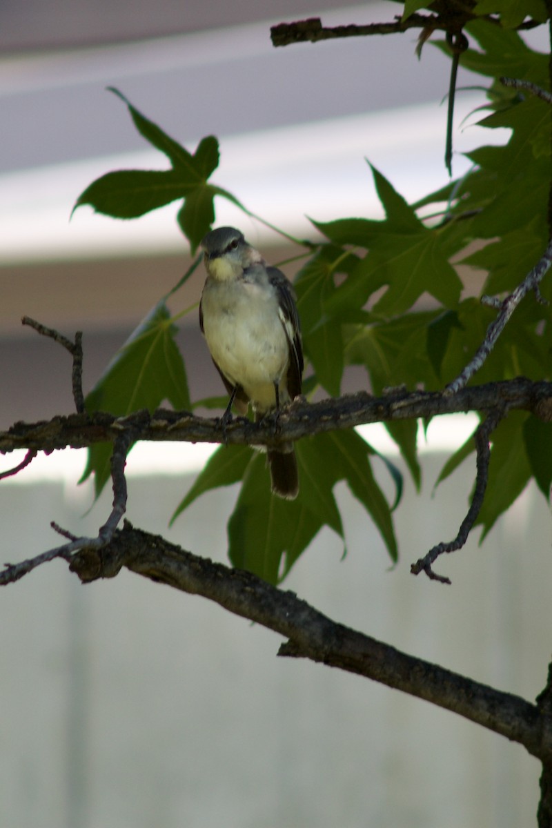 Northern Mockingbird - ML623452624