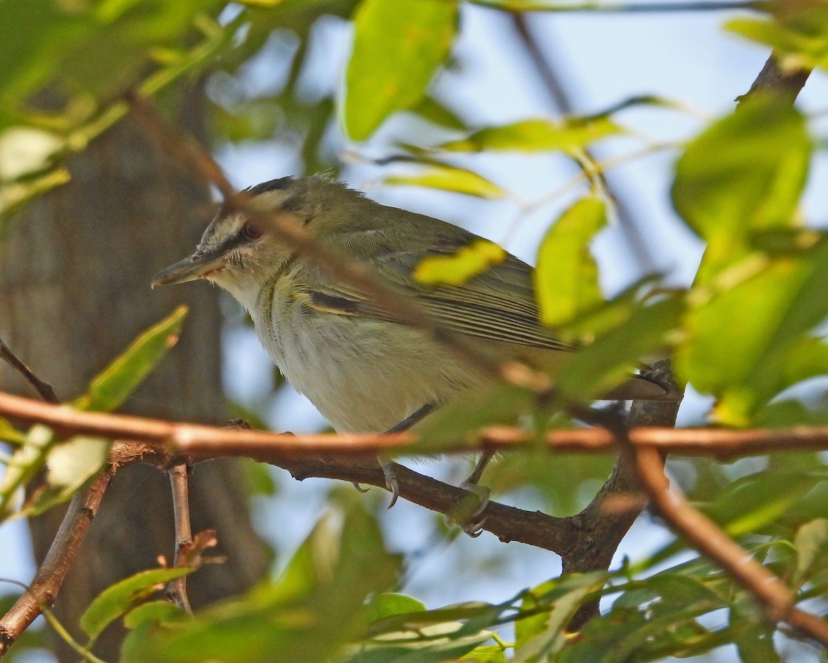 Red-eyed Vireo - ML623452640