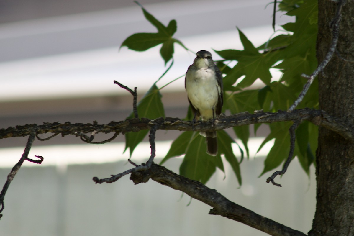 Northern Mockingbird - ML623452642