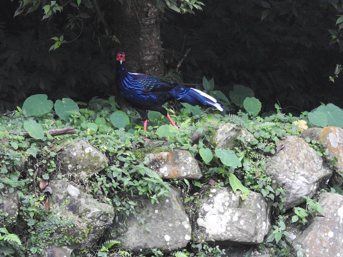 Swinhoe's Pheasant - ML623452648