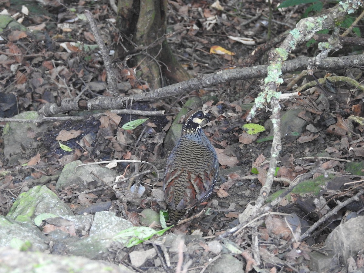 Taiwan Partridge - ML623452651