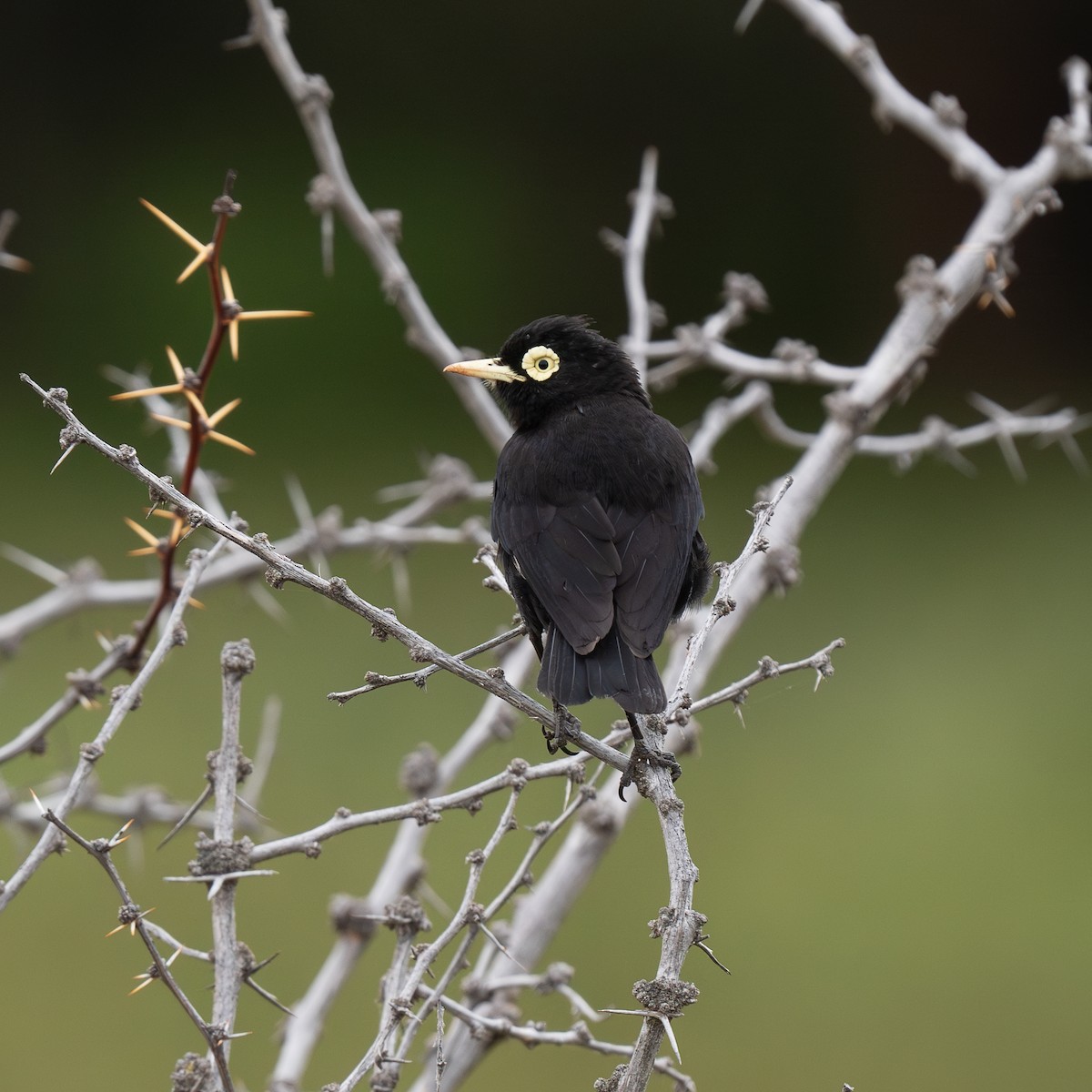 Spectacled Tyrant - ML623452661