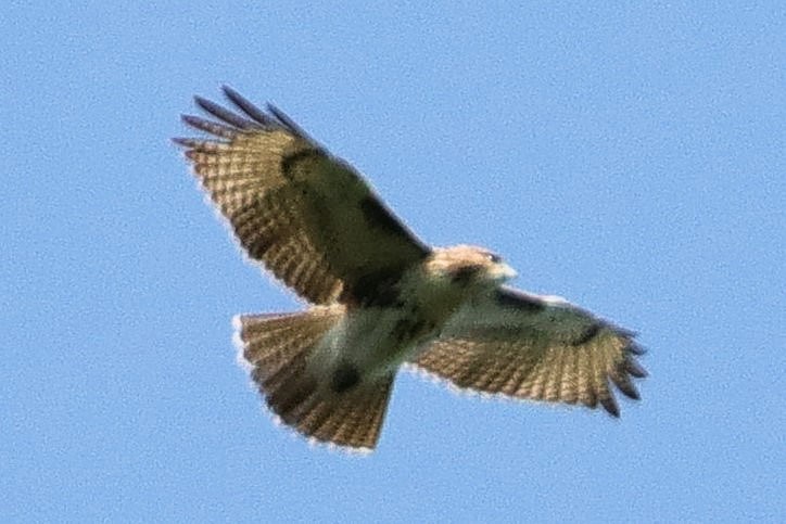 Red-tailed Hawk - ML623452668