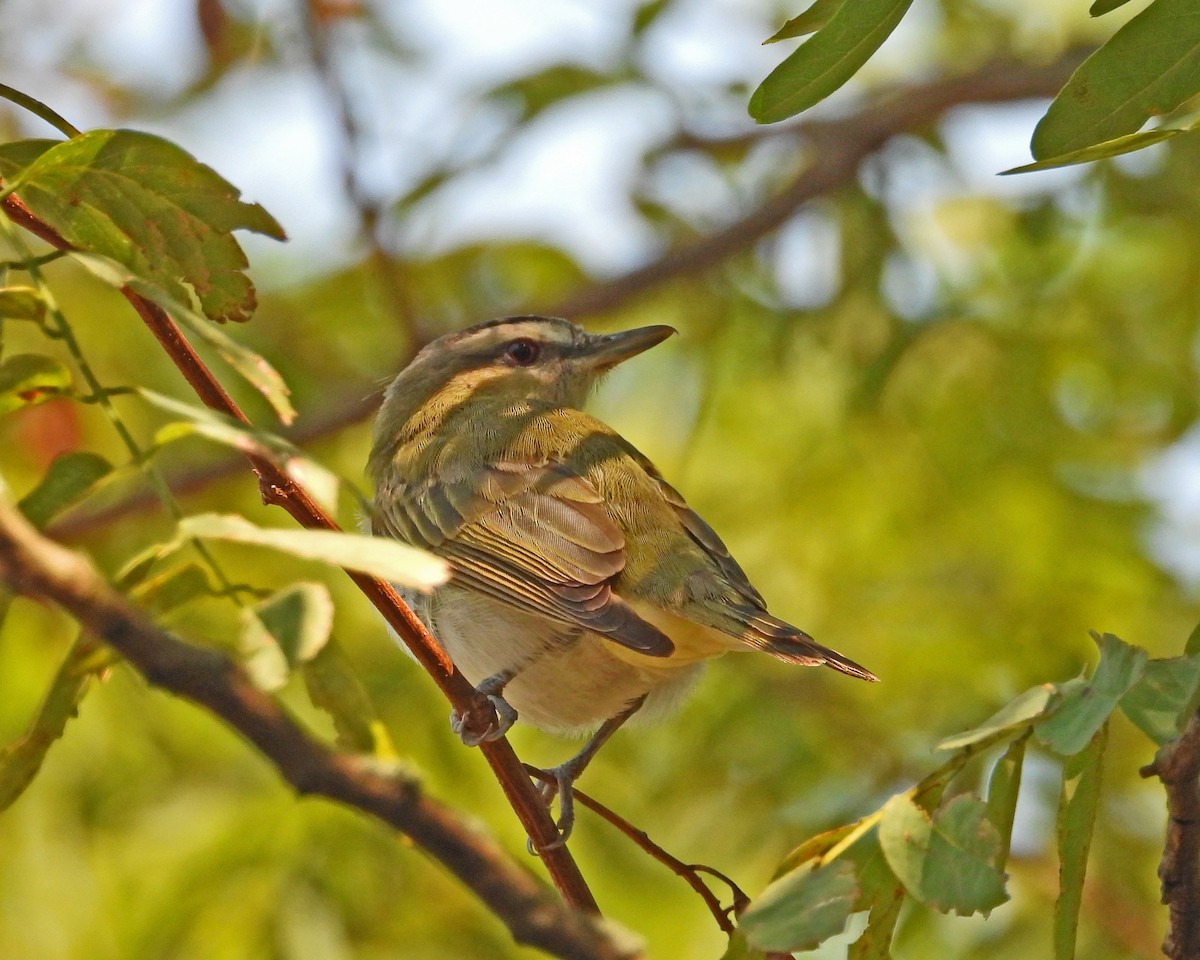 Red-eyed Vireo - ML623452683