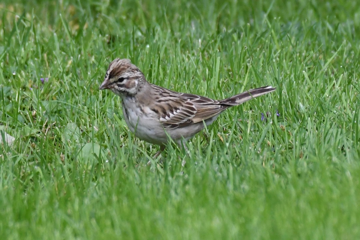 Lark Sparrow - Brad Hunter