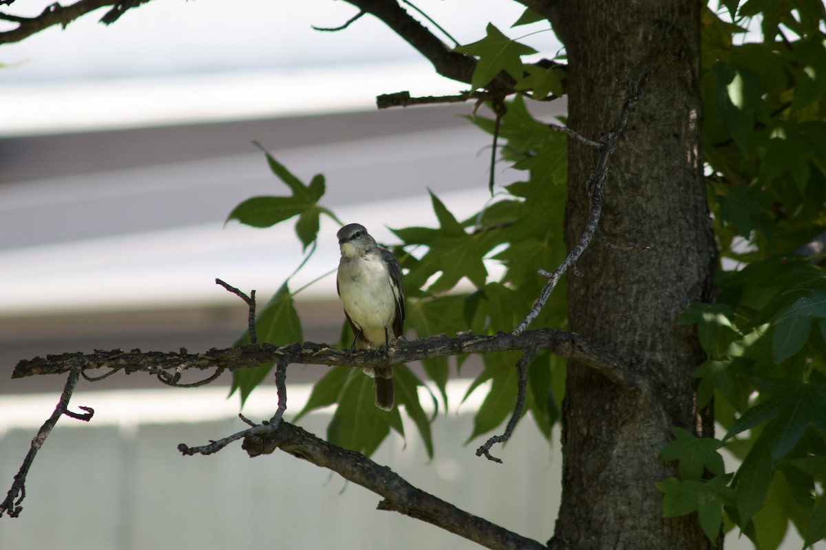 Northern Mockingbird - ML623452837