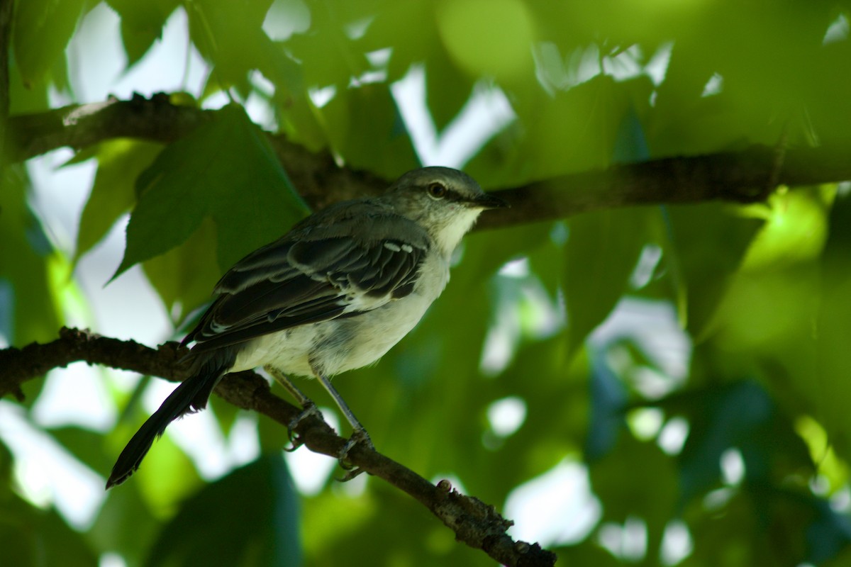 Northern Mockingbird - ML623452848